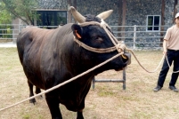 LINE_ALBUM_ดูงาน-วัวดอยวากิว_260428_183