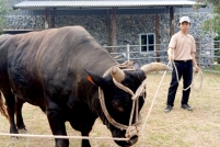 LINE_ALBUM_ดูงาน-วัวดอยวากิว_260428_187