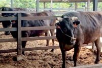 LINE_ALBUM_ดูงาน-วัวดอยวากิว_260428_235