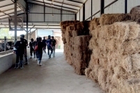 LINE_ALBUM_ดูงาน-วัวดอยวากิว_260428_236