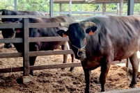 LINE_ALBUM_ดูงาน-วัวดอยวากิว_260428_239