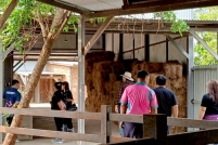 LINE_ALBUM_ดูงาน-วัวดอยวากิว_260428_240