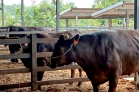 LINE_ALBUM_ดูงาน-วัวดอยวากิว_260428_242