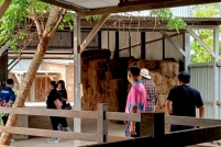 LINE_ALBUM_ดูงาน-วัวดอยวากิว_260428_243