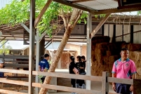 LINE_ALBUM_ดูงาน-วัวดอยวากิว_260428_244