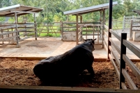 LINE_ALBUM_ดูงาน-วัวดอยวากิว_260428_246