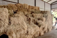 LINE_ALBUM_ดูงาน-วัวดอยวากิว_260428_247