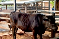 LINE_ALBUM_ดูงาน-วัวดอยวากิว_260428_249