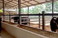 LINE_ALBUM_ดูงาน-วัวดอยวากิว_260428_255