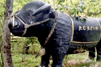 LINE_ALBUM_ดูงาน-วัวดอยวากิว_260428_256