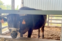 LINE_ALBUM_ดูงาน-วัวดอยวากิว_260428_304