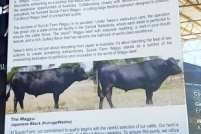 LINE_ALBUM_ดูงาน-วัวดอยวากิว_260428_6