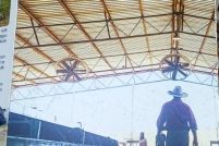 LINE_ALBUM_ดูงาน-วัวดอยวากิว_260428_7