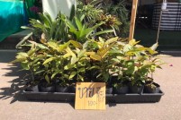 LINE_ALBUM_งานกาชาดวันที่-3-27-ก.พ.65_๒๒๐๒๒๘_8